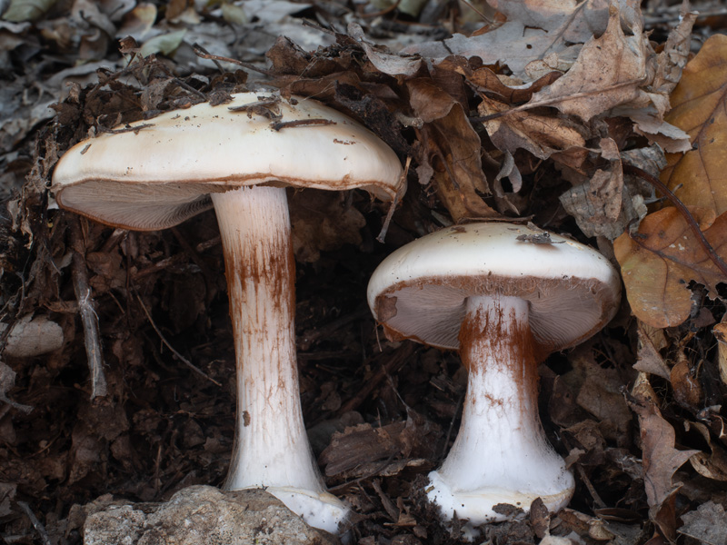 Cortinarius aleuriosmus